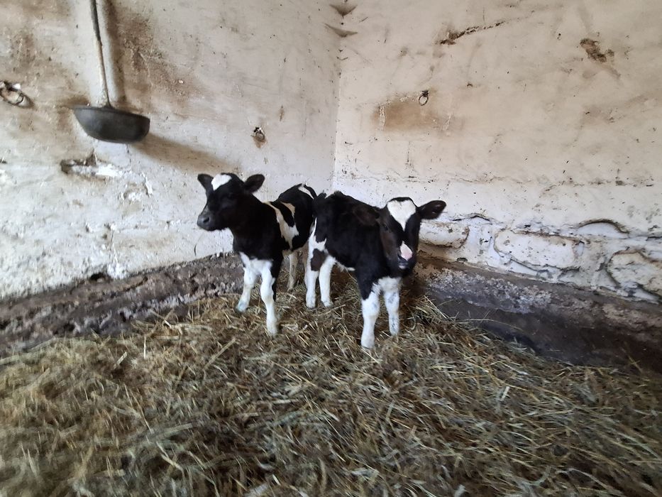 Byczek j jalowka mieszańce