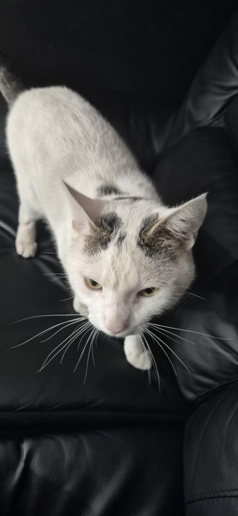 Kocurek Fredziu do adopcji