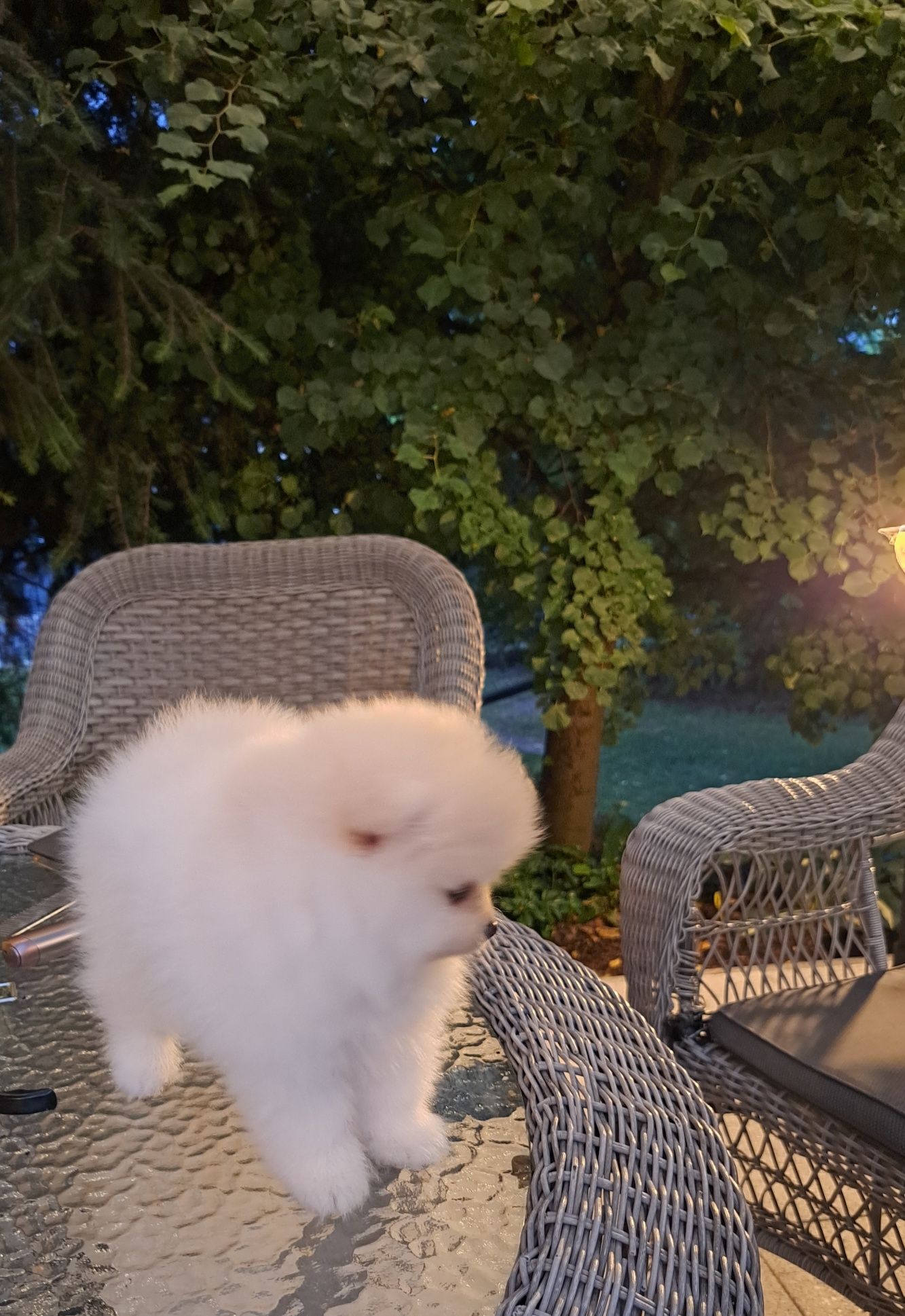 Szpic miniaturowy Pomeranian