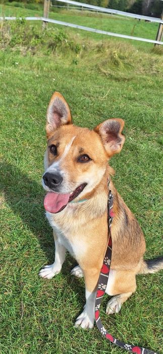 Cudowny Gazik szuka domu!