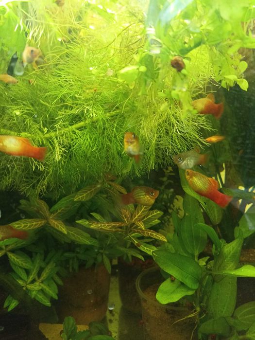 Продам аквариумные растения в ассортименте эхинодорусы, длиностебелька