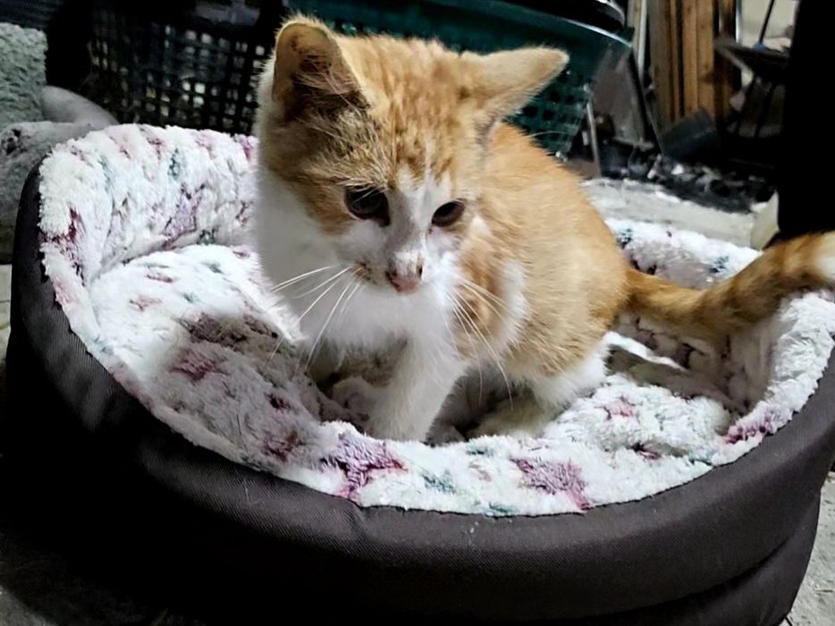 Oddam kotki w dobre ręce