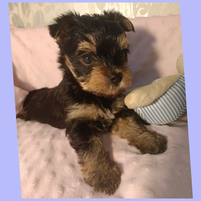 Мини детки йорки