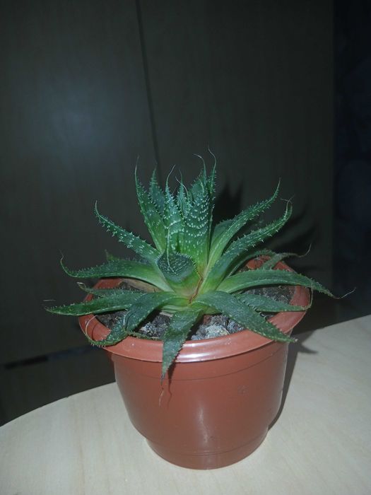 Кімнатні рослини (Вазони )