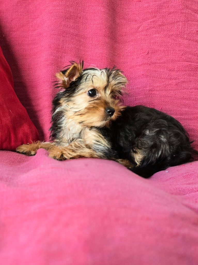 Suczka mini Yorkshire terrier