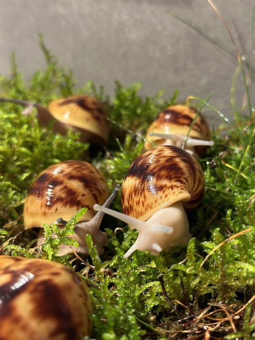 ślimaki afrykańskie Archahatina Marginata Ovum albino body i nominal