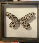 Motyl w drewnianej ramce Indonezja