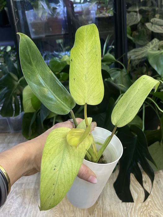 Philodendron Whipple Way