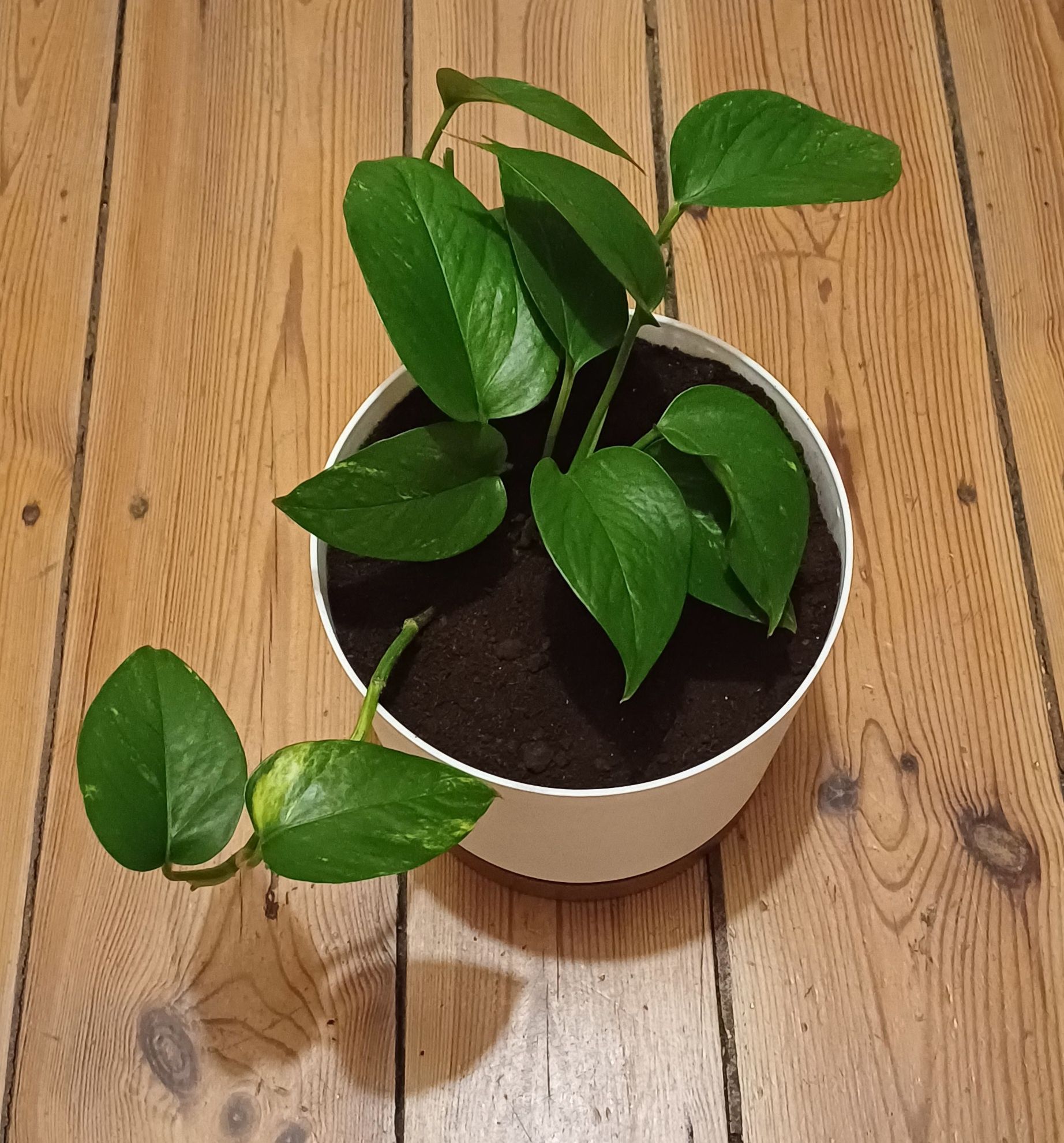 Epipremnum  Aureum Złociste