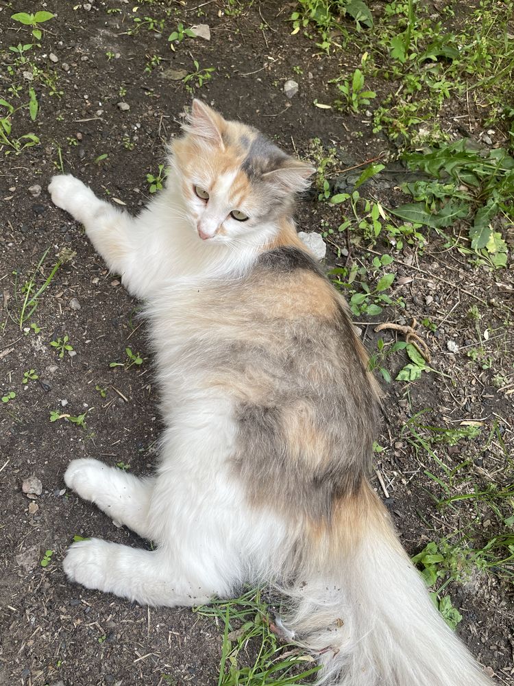 Кошка кішка безкоштовно бесплатно  кот