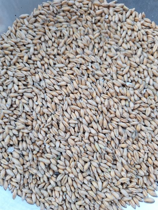 Sprzedam pszenżyto rok po centrali