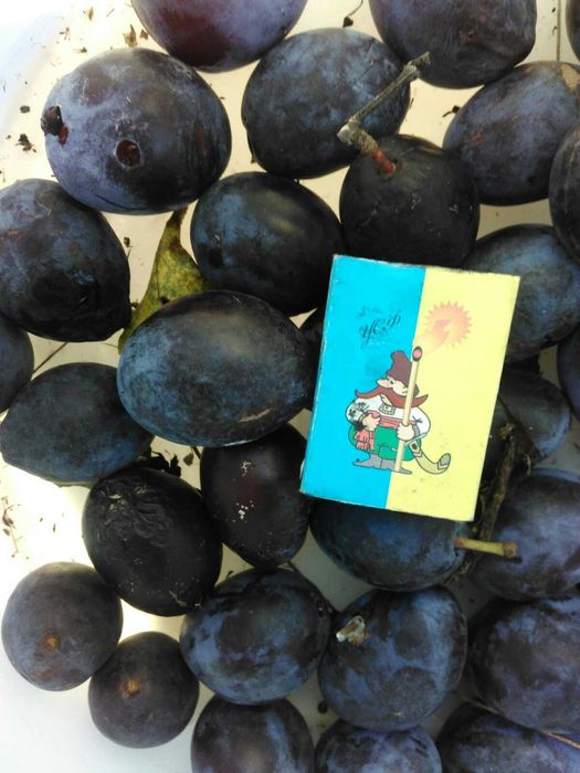 Саджанці Сливи/Чернослив/Обліпиха/Калина/Фундук/Туя/Горіх Грецький