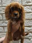 Cavalier King Charles Spaniel - suczka