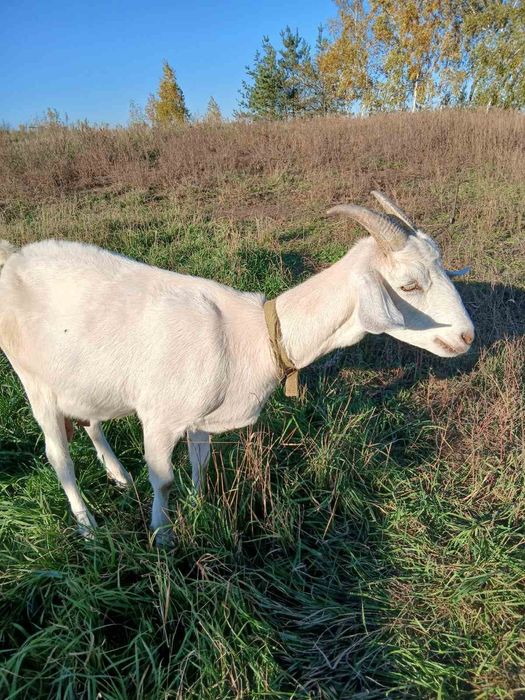 Нубо-зааненська кізочка