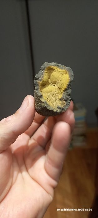 Minerały skamieniałości konkrecja limonitowa