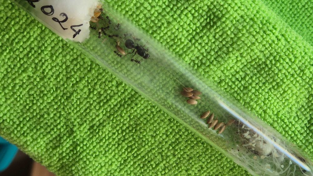 Messor Barbarus - Rainha com colónia