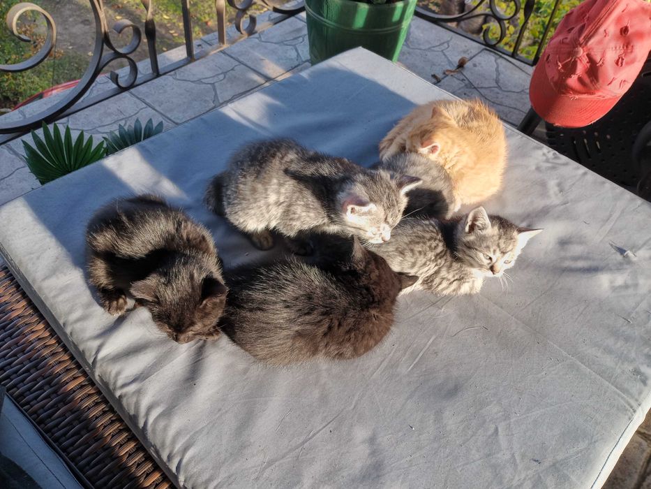 Oddam kotki za darmo