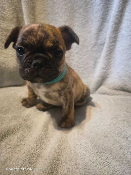 Buldog francuski. Piesek