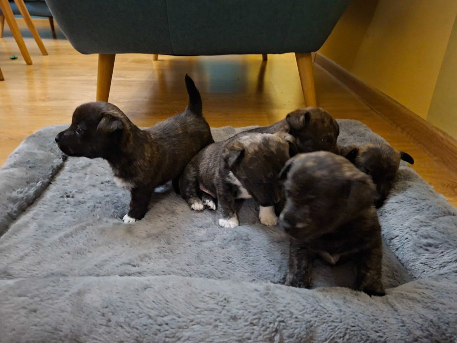 Oddam szczeniaki od matki West Highland white terrier