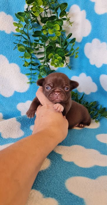 Estupendo chocolatinho Chiuaua/ Chihuahua, linhagem russa de Qualidade