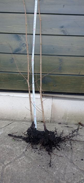 Саженцы фундук Трапезунд