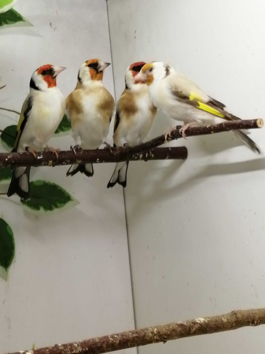 Szczygieł syberyjski major, czyżyk kapucynek - mutacje