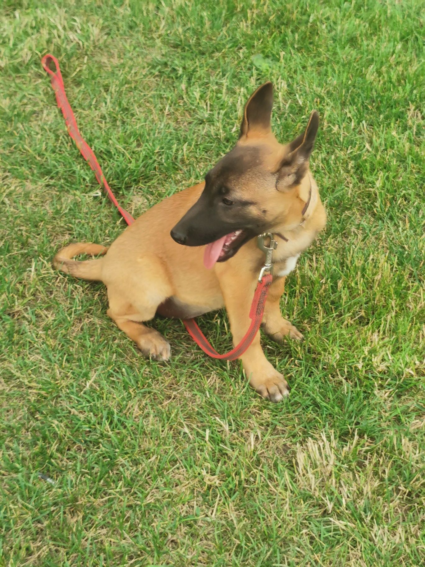 Owczarek Belgijski Malinois polecam