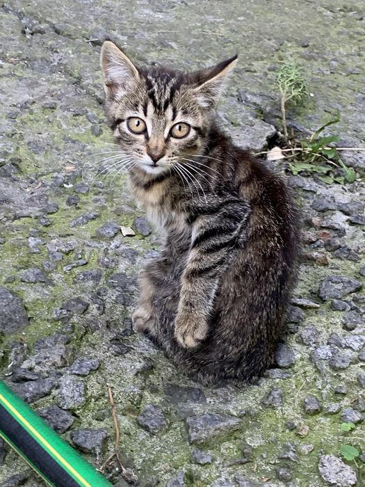 Кошеня-дівчинка в люблячі ручки!