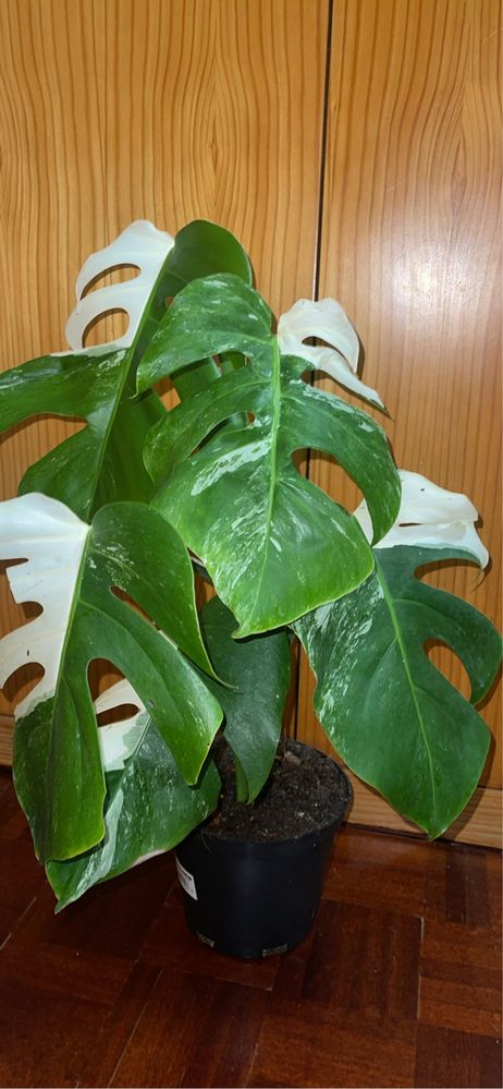Planta Monstera variagata albo