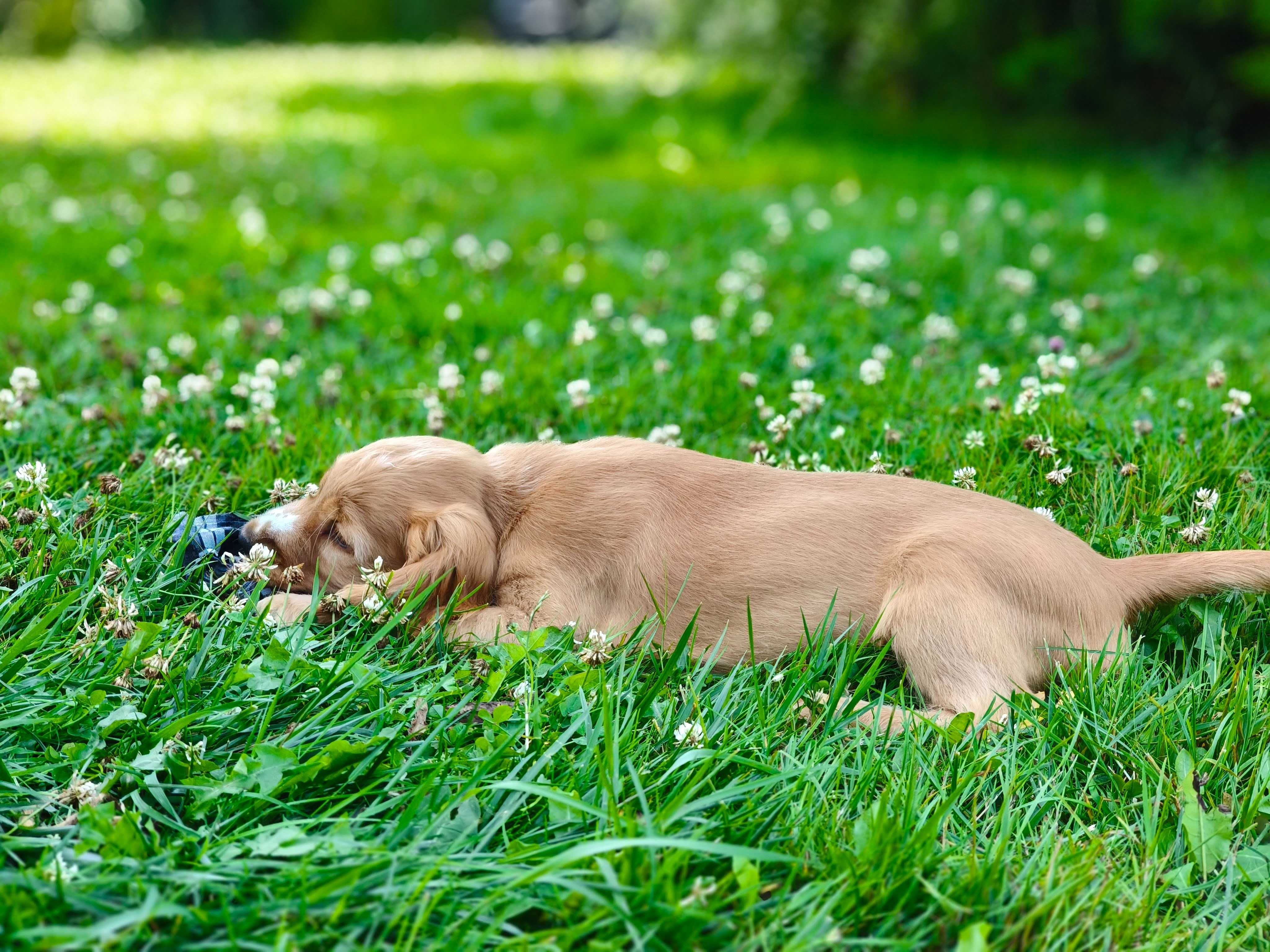 Cocker Spaniel Angielski - pełny rodowód - FILM