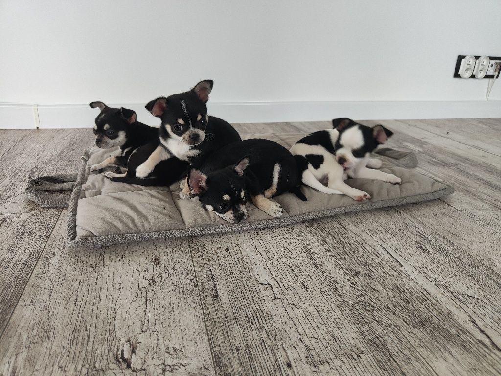 Chihuahua krótkowłosa