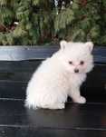 Pomeranian boo samiec