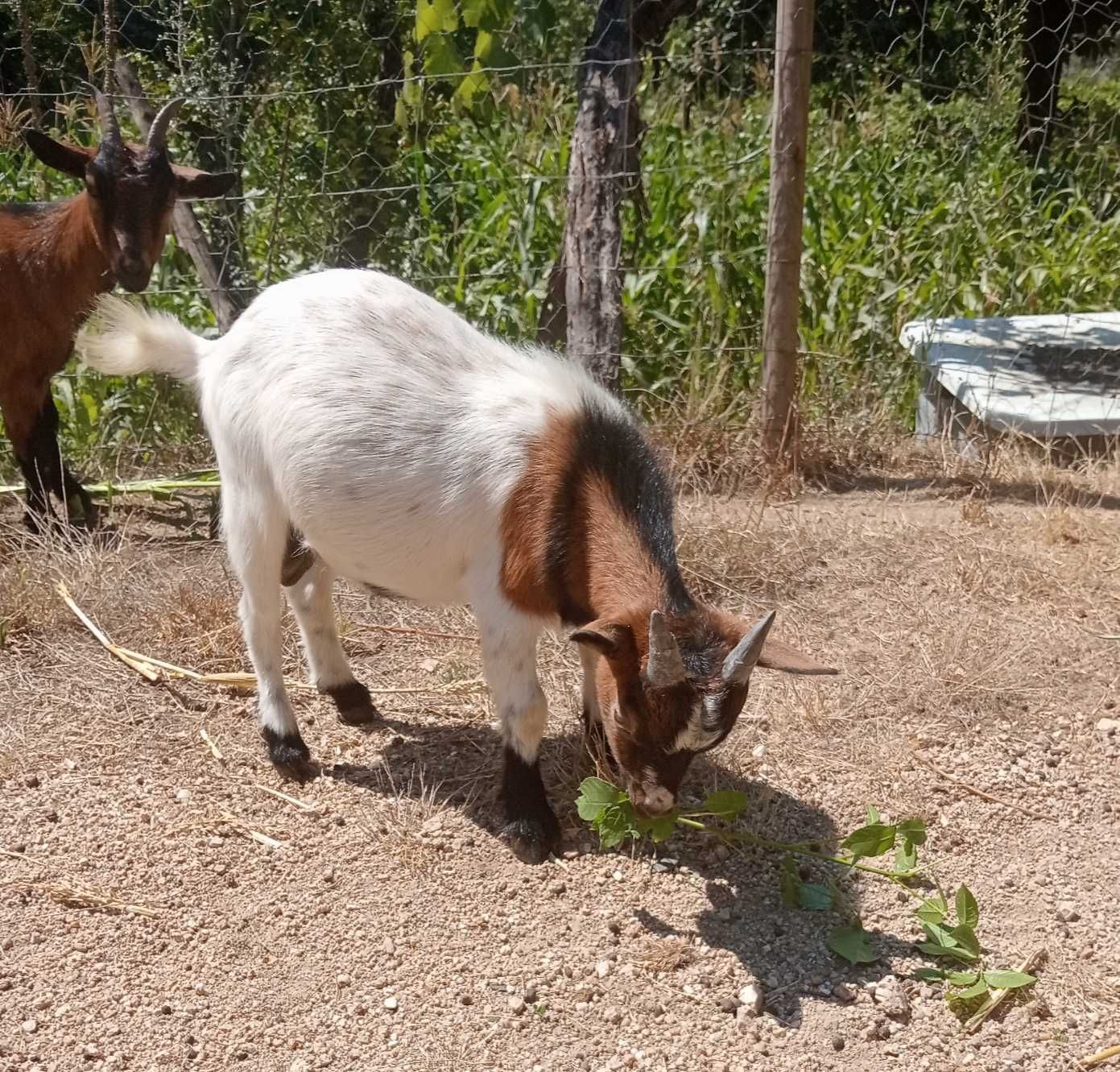 Casal de Cabras anas desparasitadas
