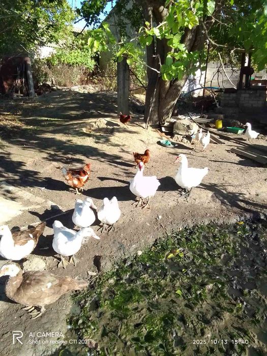 Мускусні качки, індокачка