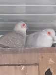 Vendo várias aves