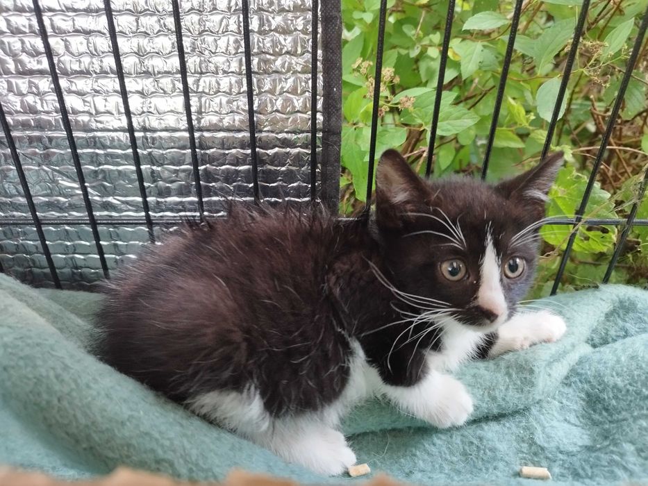 Kociaki polecają się do adopcji