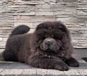 Chow chow  blue szczeniak
