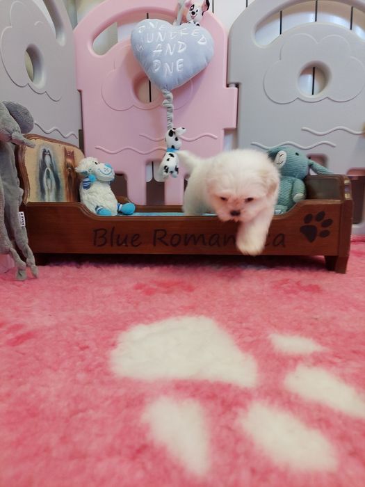 Shih tzu piękny biały piesek