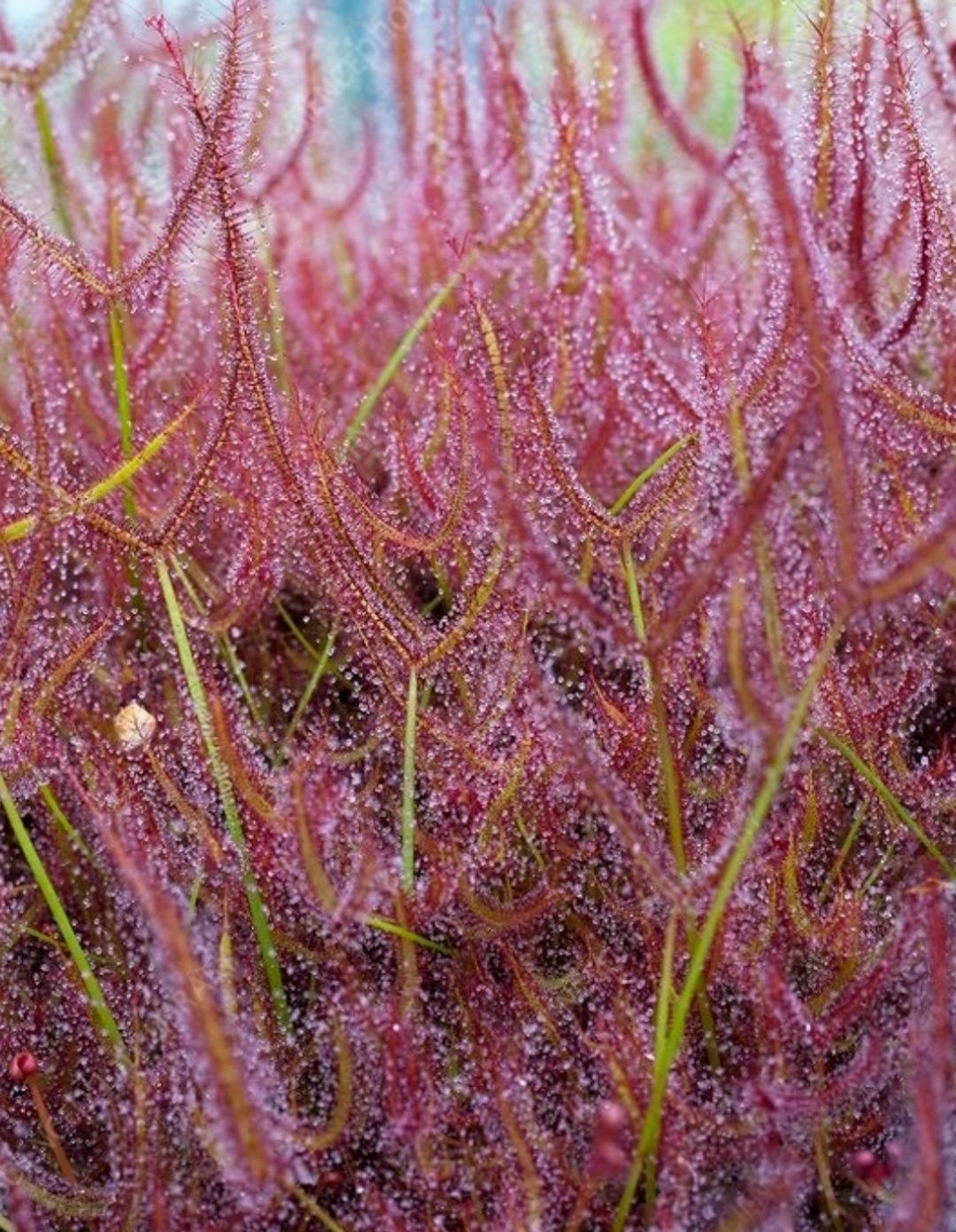 Nasiona rosiczki rosiczka Drosera binata Red plant... x50