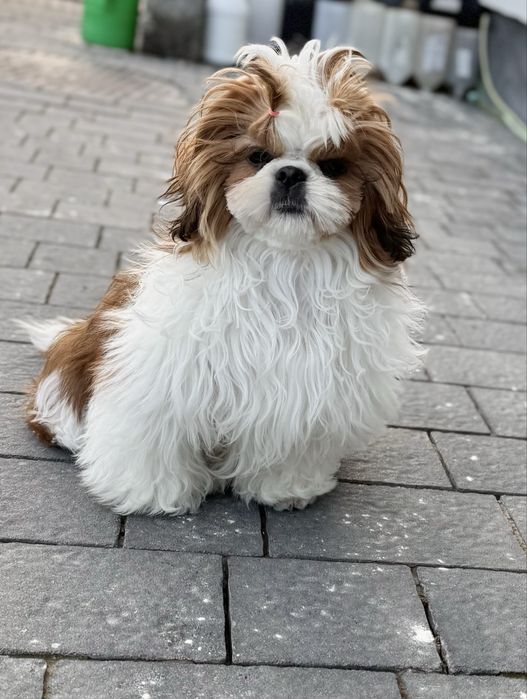 Suczka Shih Tzu ZKwP FCI