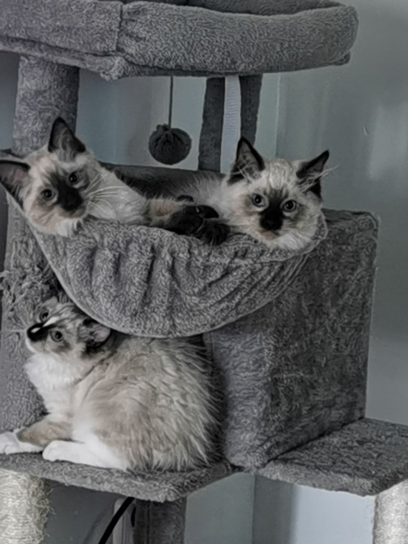 Kocurek Ragdoll Colorpoint