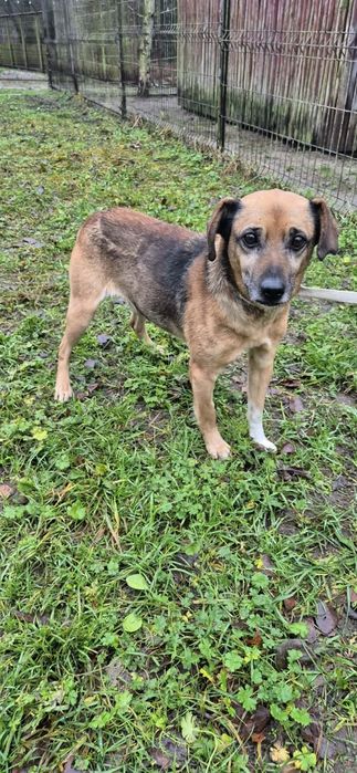 Cudowny pies szuka cudownego domu