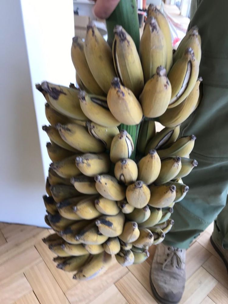 Vendo bananeiras de variedade maça