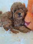 **LILO**pudel toy/miniatura red do rezerwacj