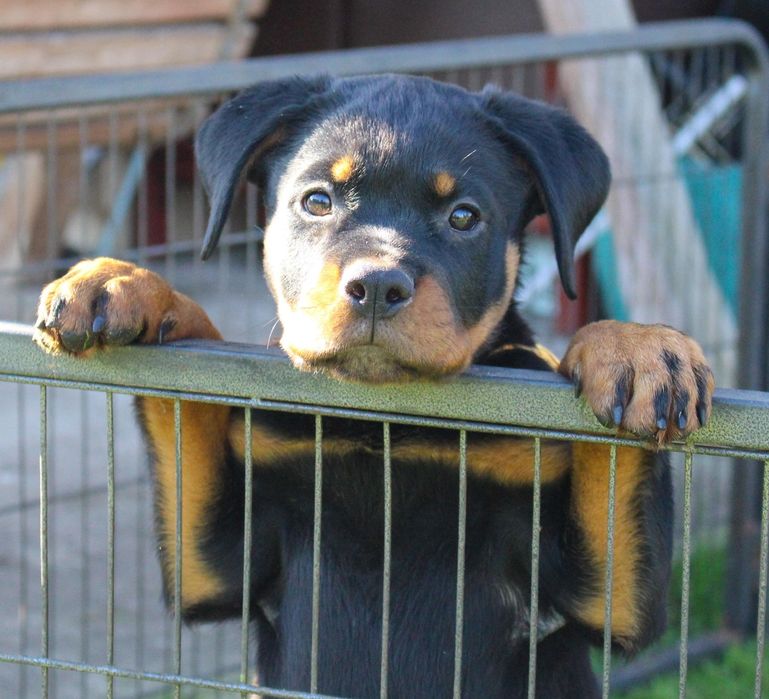 Suczka rasy rottweiler 12 tygodni ZKwP FCI