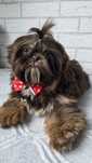 Shih Tzu  2,5 msc