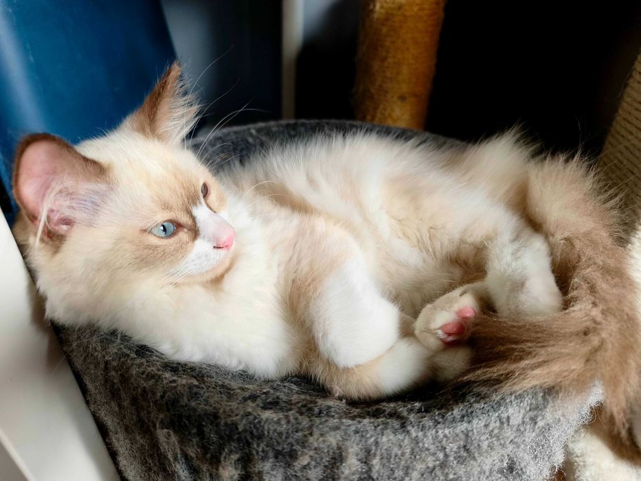 Unikalny Ragdoll mink / Cherubim czekoladowy bicolor