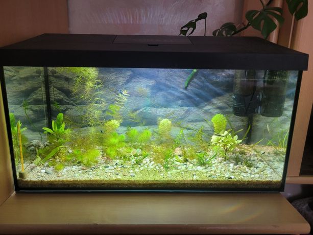 Akwarium Aquael 54l 60x30x30 wraz z krewetki filtr oświetlenie