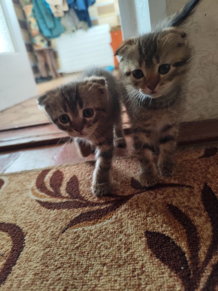 Кошенята шотландські