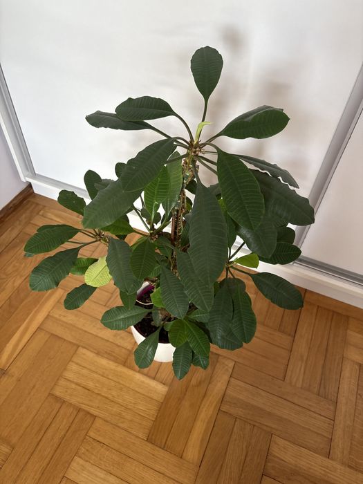 Wikczomiecz bialounerwiony